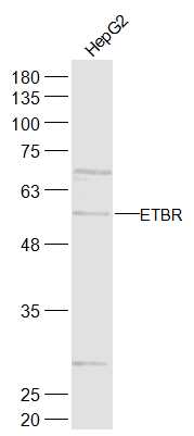 Lane 1: HepG2 cell lysates probed with ETBR/Endothelin B Receptor Polyclonal Antibody, Unconjugated (bs-2363R) at 1:1000 dilution and 4˚C overnight incubation. Followed by conjugated secondary antibody incubation at 1:20000 for 60 min at 37˚C.