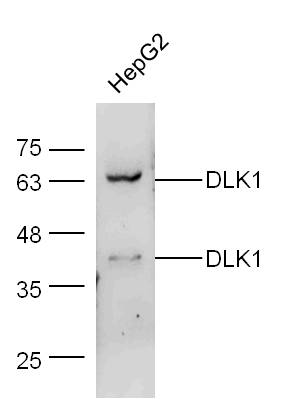 Lane 1: HepG2 cell lysates probed with DLK1 Polyclonal Antibody, Unconjugated (bs-2423R) at 1:1000 dilution and 4˚C overnight incubation. Followed by conjugated secondary antibody incubation at 1:20000 for 60 min at 37˚C.