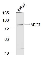 Lane 1: Jurkat cell lysates probed with APG7 Polyclonal Antibody, Unconjugated (bs-2432R) at 1:1000 dilution and 4˚C overnight incubation. Followed by conjugated secondary antibody incubation at 1:20000 for 60 min at 37˚C.