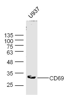 Lane 1: U937 cell lysates probed with CD69 Polyclonal Antibody, Unconjugated (bs-2499R) at 1:1000 dilution and 4˚C overnight incubation. Followed by conjugated secondary antibody incubation at 1:20000 for 60 min at 37˚C.