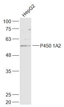 Lane 1: HepG2 cell lysates probed with P450 1A2 Polyclonal Antibody, Unconjugated (bs-2589R) at 1:1000 dilution and 4˚C overnight incubation. Followed by conjugated secondary antibody incubation at 1:20000 for 60 min at 37˚C.