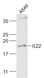 Lane 1: A549 cell lysates probed with IL-22 Polyclonal Antibody, Unconjugated (bs-2623R) at 1:1000 dilution and 4˚C overnight incubation. Followed by conjugated secondary antibody incubation at 1:20000 for 60 min at 37˚C.