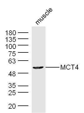 Lane 1: Mouse Muscle lysates probed with MCT4 Polyclonal Antibody, Unconjugated (bs-2698R) at 1:1000 dilution and 4˚C overnight incubation. Followed by conjugated secondary antibody incubation at 1:20000 for 60 min at 37˚C.