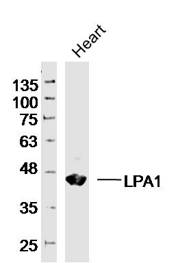 Lane 1: Mouse Heart lysates probed with LPAR1 Polyclonal Antibody, Unconjugated (bs-2880R) at 1:1000 dilution and 4˚C overnight incubation. Followed by conjugated secondary antibody incubation at 1:20000 for 60 min at 37˚C.