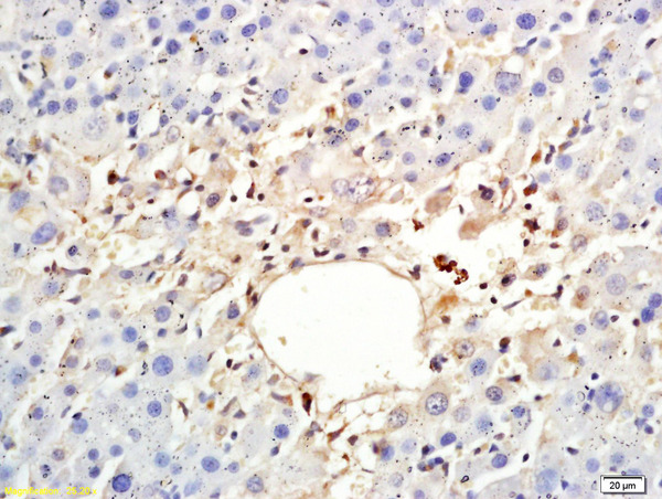 Formalin-fixed and paraffin embedded rat liver  labeled with Anti-ARP4  Polyclonal Antibody, Unconjugated (bs-5027R) at 1:200 followed by conjugation to the secondary antibody