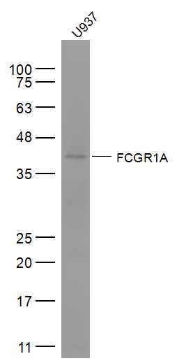 Lane 1: U937 cell lysates probed with FCGR1A/CD64 Polyclonal Antibody, Unconjugated (bs-3511R) at 1:1000 dilution and 4˚C overnight incubation. Followed by conjugated secondary antibody incubation at 1:20000 for 60 min at 37˚C.