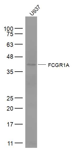 Lane 1: U937 cell lysates probed with FCGR1A/CD64 Polyclonal Antibody, Unconjugated (bs-3511R) at 1:1000 dilution and 4˚C overnight incubation. Followed by conjugated secondary antibody incubation at 1:20000 for 60 min at 37˚C. Lane 1: U937 cell lysates probed with FCGR1A/CD64 Polyclonal Antibody, Unconjugated (bs-3511R) at 1:1000 dilution and 4˚C overnight incubation. Followed by conjugated secondary antibody incubation at 1:20000 for 60 min at 37˚C.