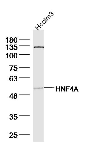 Lane 1: Hcclm3 cell lysates probed with HNF4A Polyclonal Antibody, Unconjugated (bs-3828R) at 1:1000 dilution and 4˚C overnight incubation. Followed by conjugated secondary antibody incubation at 1:20000 for 60 min at 37˚C.