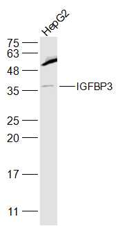 Lane 1: HepG2 cell lysates probed with IGFBP3 Polyclonal Antibody, Unconjugated (bs-1434R) at 1:1000 dilution and 4˚C overnight incubation. Followed by conjugated secondary antibody incubation at 1:20000 for 60 min at 37˚C.