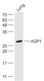 Lane 1: Mouse Lung lysates probed with AQP1 Polyclonal Antibody, Unconjugated (bs-1506R) at 1:1000 dilution and 4˚C overnight incubation. Followed by conjugated secondary antibody incubation at 1:20000 for 60 min at 37˚C.