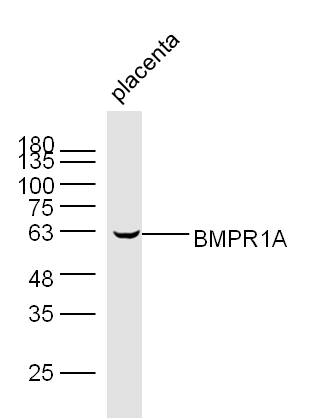 Lane 1: Mouse Placenta lysates probed with BMPR1A Polyclonal Antibody, Unconjugated (bs-1509R) at 1:1000 dilution and 4˚C overnight incubation. Followed by conjugated secondary antibody incubation at 1:20000 for 60 min at 37˚C.