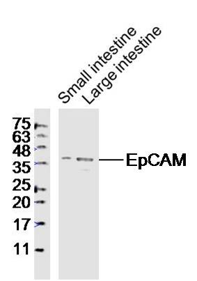 Lane 1: Mouse Small intestine lysates; Lane 2: Mouse Large intestine lysates probed with EpCAM/CD326 Polyclonal Antibody, Unconjugated (bs-1513R) at 1:1000 dilution and 4˚C overnight incubation. Followed by conjugated secondary antibody incubation at 1:20000 for 60 min at 37˚C.