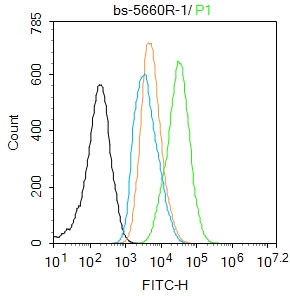 U-937 cells were fixed with 4% PFA for 10min at room temperature,permeabilized with 90% ice-cold methanol for 20 min at -20℃, and incubated in 5% BSA blocking buffer for 30 min at room temperature. Cells were then stained with phospho-NFKB p65 (Ser529) Antibody(bs-5660R)at 1:100 dilution in blocking buffer and incubated for 30 min at room temperature, washed twice with 2%BSA in PBS, followed by secondary antibody incubation for 40 min at room temperature. Acquisitions of 20,000 events were performed. Cells stained with primary antibody (green), and isotype control (orange).