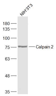 Lane 1: NIH/3T3 cell lysates probed with Calpain 2 Polyclonal Antibody, Unconjugated (bs-1599R) at 1:1000 dilution and 4˚C overnight incubation. Followed by conjugated secondary antibody incubation at 1:20000 for 60 min at 37˚C.