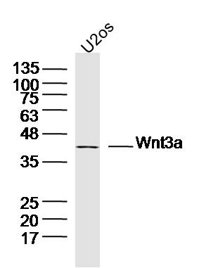Lane 1: U2os cell lysates probed with Wnt3a Polyclonal Antibody, Unconjugated (bs-1700R) at 1:300 dilution and 4˚C overnight incubation. Followed by conjugated secondary antibody incubation at 1:20000 for 60 min at 37˚C.
