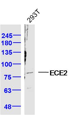Lane 1: 293T cell lysates probed with ECE2 Polyclonal Antibody, Unconjugated (bs-1753R) at 1:1000 dilution and 4˚C overnight incubation. Followed by conjugated secondary antibody incubation at 1:20000 for 60 min at 37˚C.