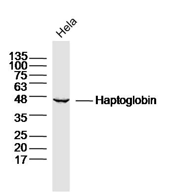 Lane 1: Hela cell lysates probed with Hpt/Haptoglobin Polyclonal Antibody, Unconjugated (bs-1808R) at 1:1000 dilution and 4˚C overnight incubation. Followed by conjugated secondary antibody incubation at 1:20000 for 60 min at 37˚C.