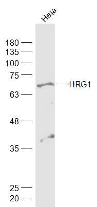 Lane 1: Hela cell lysates probed with HRG1/Neuregulin 1 Polyclonal Antibody, Unconjugated (bs-1814R) at 1:1000 dilution and 4˚C overnight incubation. Followed by conjugated secondary antibody incubation at 1:20000 for 60 min at 37˚C.