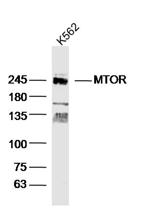 Lane 1: K562 cell lysates probed with mTOR\/FRAP Polyclonal Antibody, Unconjugated (bs-1992R) at 1:300 dilution and 4˚C overnight incubation. Followed by conjugated secondary antibody incubation at 1:20000 for 60 min at 37˚C.