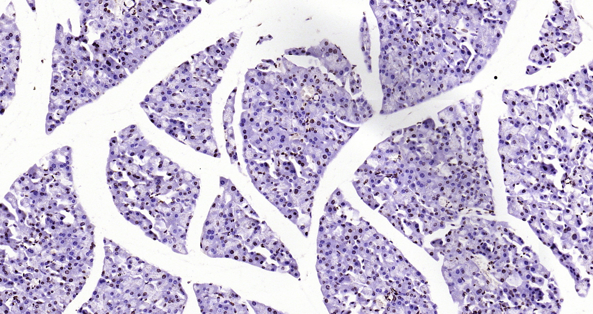 Paraformaldehyde-fixed, paraffin embedded Mouse pancreas; Antigen retrieval by boiling in sodium citrate buffer (pH6.0) for 15min; Block endogenous peroxidase by 3% hydrogen peroxide for 20 minutes; Blocking buffer (normal goat serum) at 37°C for 30min; Antibody incubation with Histone H3(di methyl K79) Monoclonal Antibody, Unconjugated (bsm-33123M) at 1:200 overnight at 4°C, DAB staining. Paraformaldehyde-fixed, paraffin embedded Mouse pancreas; Antigen retrieval by boiling in sodium citrate buffer (pH6.0) for 15min; Block endogenous peroxidase by 3% hydrogen peroxide for 20 minutes; Blocking buffer (normal goat serum) at 37°C for 30min; Antibody incubation with Histone H3(di methyl K79) Monoclonal Antibody, Unconjugated (bsm-33123M) at 1:200 overnight at 4°C, DAB staining.