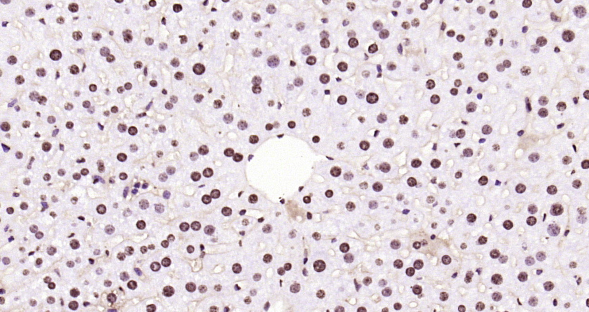 Paraformaldehyde-fixed, paraffin embedded Rat liver; Antigen retrieval by boiling in sodium citrate buffer (pH6.0) for 15min; Block endogenous peroxidase by 3% hydrogen peroxide for 20 minutes; Blocking buffer (normal goat serum) at 37°C for 30min; Antibody incubation with Histone H3 (di methyl K79) Monoclonal Antibody, Unconjugated (bsm-33093M) at 1:200 overnight at 4°C, DAB staining.
