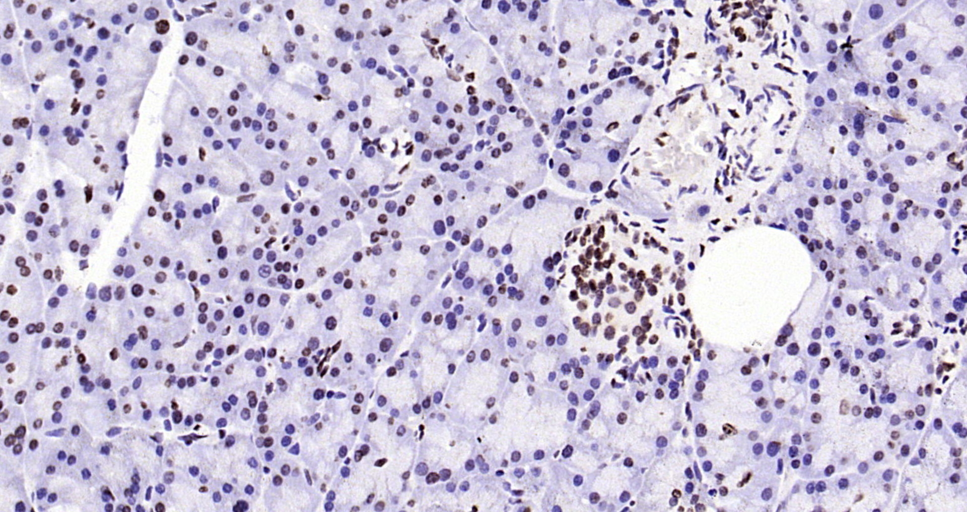 Paraformaldehyde-fixed, paraffin embedded Rat pancreas; Antigen retrieval by boiling in sodium citrate buffer (pH6.0) for 15min; Block endogenous peroxidase by 3% hydrogen peroxide for 20 minutes; Blocking buffer (normal goat serum) at 37°C for 30min; Antibody incubation with Histone H3 (di methyl K79) Monoclonal Antibody, Unconjugated (bsm-33093M) at 1:200 overnight at 4°C, DAB staining.