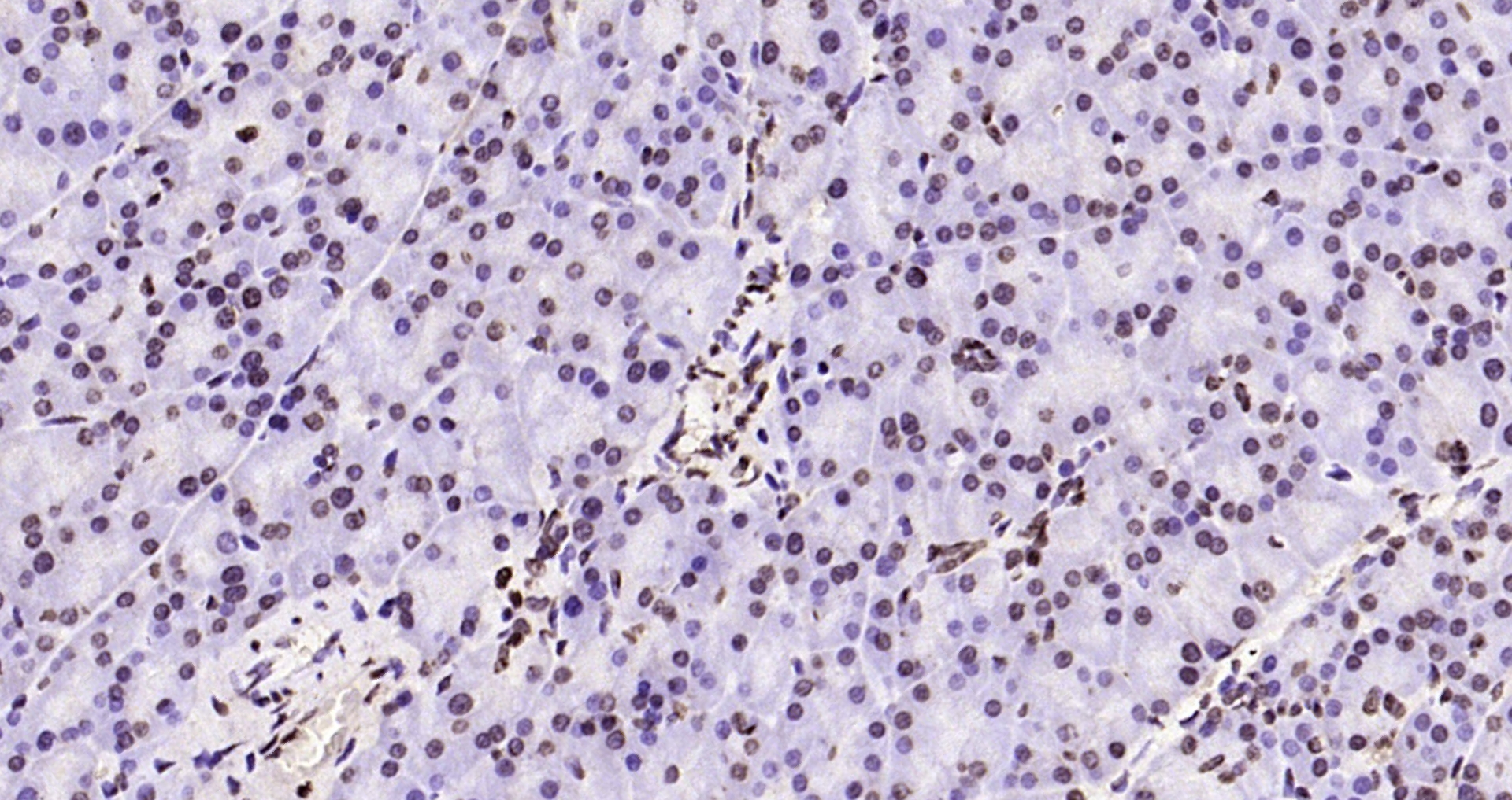 Paraformaldehyde-fixed, paraffin embedded Rat pancreas; Antigen retrieval by boiling in sodium citrate buffer (pH6.0) for 15min; Block endogenous peroxidase by 3% hydrogen peroxide for 20 minutes; Blocking buffer (normal goat serum) at 37°C for 30min; Antibody incubation with Histone H3(mono methyl K79) Monoclonal Antibody, Unconjugated (bsm-33104M) at 1:200 overnight at 4°C, DAB staining.