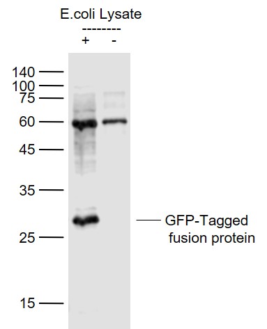 Lane 1: GFP-Tagged fusion protein (full length) Overexpression E.coli lysates(Cat#: bs-33009P); Lane 2: Control (-) E.coli lysates probed with GFP Polyclonal Antibody, Unconjugated (bs-0639R) at 1:1000 dilution and 4˚C overnight incubation. Followed by conjugated secondary antibody incubation at 1:20000 for 60 min at 37˚C.