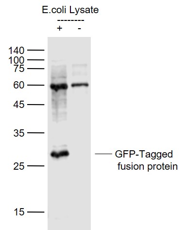 Lane 1: GFP-Tagged fusion protein (full length) Overexpression E.coli lysates(Cat#: bs-33009P); Lane 2: Control (-) E.coli lysates probed with GFP Polyclonal Antibody, Unconjugated (bs-0639R) at 1:1000 dilution and 4˚C overnight incubation. Followed by conjugated secondary antibody incubation at 1:20000 for 60 min at 37˚C. Lane 1: GFP-Tagged fusion protein (full length) Overexpression E.coli lysates(Cat#: bs-33009P); Lane 2: Control (-) E.coli lysates probed with GFP Polyclonal Antibody, Unconjugated (bs-0639R) at 1:1000 dilution and 4˚C overnight incubation. Followed by conjugated secondary antibody incubation at 1:20000 for 60 min at 37˚C.