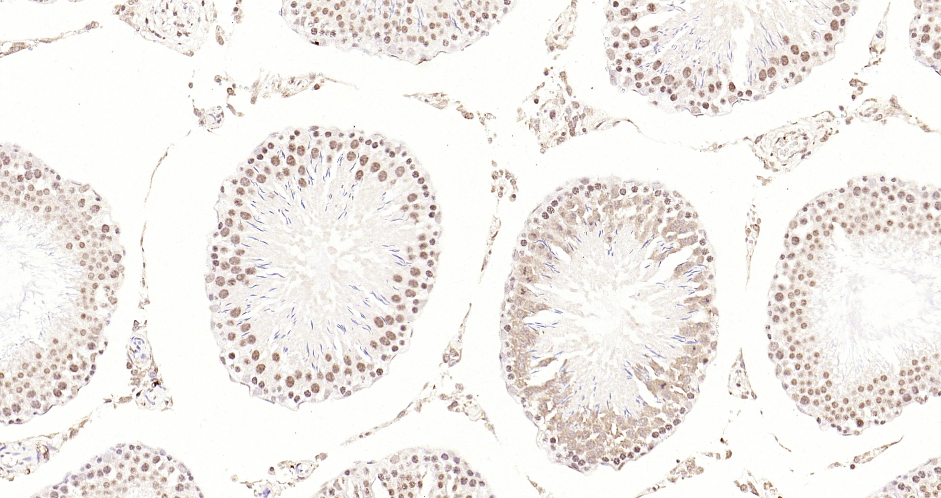 Paraformaldehyde-fixed, paraffin embedded Rat testis; Antigen retrieval by boiling in sodium citrate buffer (pH6.0) for 15min; Block endogenous peroxidase by 3% hydrogen peroxide for 20 minutes; Blocking buffer (normal goat serum) at 37°C for 30min; Antibody incubation with CDKN1A (Thr145) Polyclonal Antibody, Unconjugated (bs-5237R) at 1:200 overnight at 4°C, DAB staining.