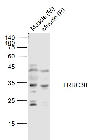 Lane 1: Mouse Muscle lysates; Lane 2: Rat Muscle lysates probed with LRRC30 Polyclonal Antibody, Unconjugated (bs-18377R) at 1:1000 dilution and 4˚C overnight incubation. Followed by conjugated secondary antibody incubation at 1:20000 for 60 min at 37˚C.