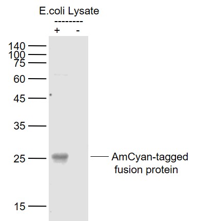 Lane 1: AmCyan-Tagged fusion protein (full length) Overexpression E.coli lysates (Cat#: bs-33184P);Lane 2: Control (-) E.coli lysates probed with AmCyan-Tag Monoclonal Antibody, Unconjugated (bsm-33184M) at 1:1000 dilution and 4˚C overnight incubation. Followed by conjugated secondary antibody incubation at 1:20000 for 60 min at 37˚C. Lane 1: AmCyan-Tagged fusion protein (full length) Overexpression E.coli lysates (Cat#: bs-33184P);Lane 2: Control (-) E.coli lysates probed with AmCyan-Tag Monoclonal Antibody, Unconjugated (bsm-33184M) at 1:1000 dilution and 4˚C overnight incubation. Followed by conjugated secondary antibody incubation at 1:20000 for 60 min at 37˚C.