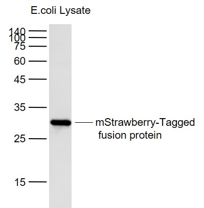 Lane 1: mStrawberry-Tagged fusion protein (full length) Overexpression E.coli lysates (Cat#: bs-33175P) probed with mStrawberry-Tag Monoclonal Antibody, Unconjugated (bsm-33175M) at 1:1000 dilution and 4˚C overnight incubation. Followed by conjugated secondary antibody incubation at 1:20000 for 60 min at 37˚C.