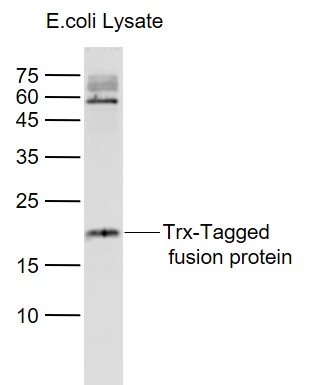 Lane 1: Trx-Tagged fusion protein (full length) Overexpression E.coli lysates (Cat#: bs-33018P) probed with Thioredoxin\/Trx Polyclonal Antibody, Unconjugated (bs-0458R) at 1:1000 dilution and 4˚C overnight incubation. Followed by conjugated secondary antibody incubation at 1:20000 for 60 min at 37˚C.