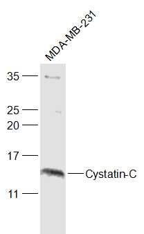 Lane 1: MDA-MB-231 cell lysates probed with Cystatin-C Polyclonal Antibody, Unconjugated (bs-10876R) at 1:1000 dilution and 4˚C overnight incubation. Followed by conjugated secondary antibody incubation at 1:20000 for 60 min at 37˚C.