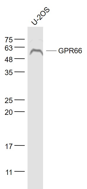 Lane 1: U-2os cell lysates probed with NMUR1/GPR66 Polyclonal Antibody, Unconjugated (bs-23356R) at 1:1000 dilution and 4˚C overnight incubation. Followed by conjugated secondary antibody incubation at 1:20000 for 60 min at 37˚C.