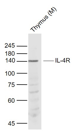 Lane 1: Mouse Thymus lysates probed with IL-4R Polyclonal Antibody, Unconjugated (bs-23579R) at 1:1000 dilution and 4˚C overnight incubation. Followed by conjugated secondary antibody incubation at 1:20000 for 60 min at 37˚C.