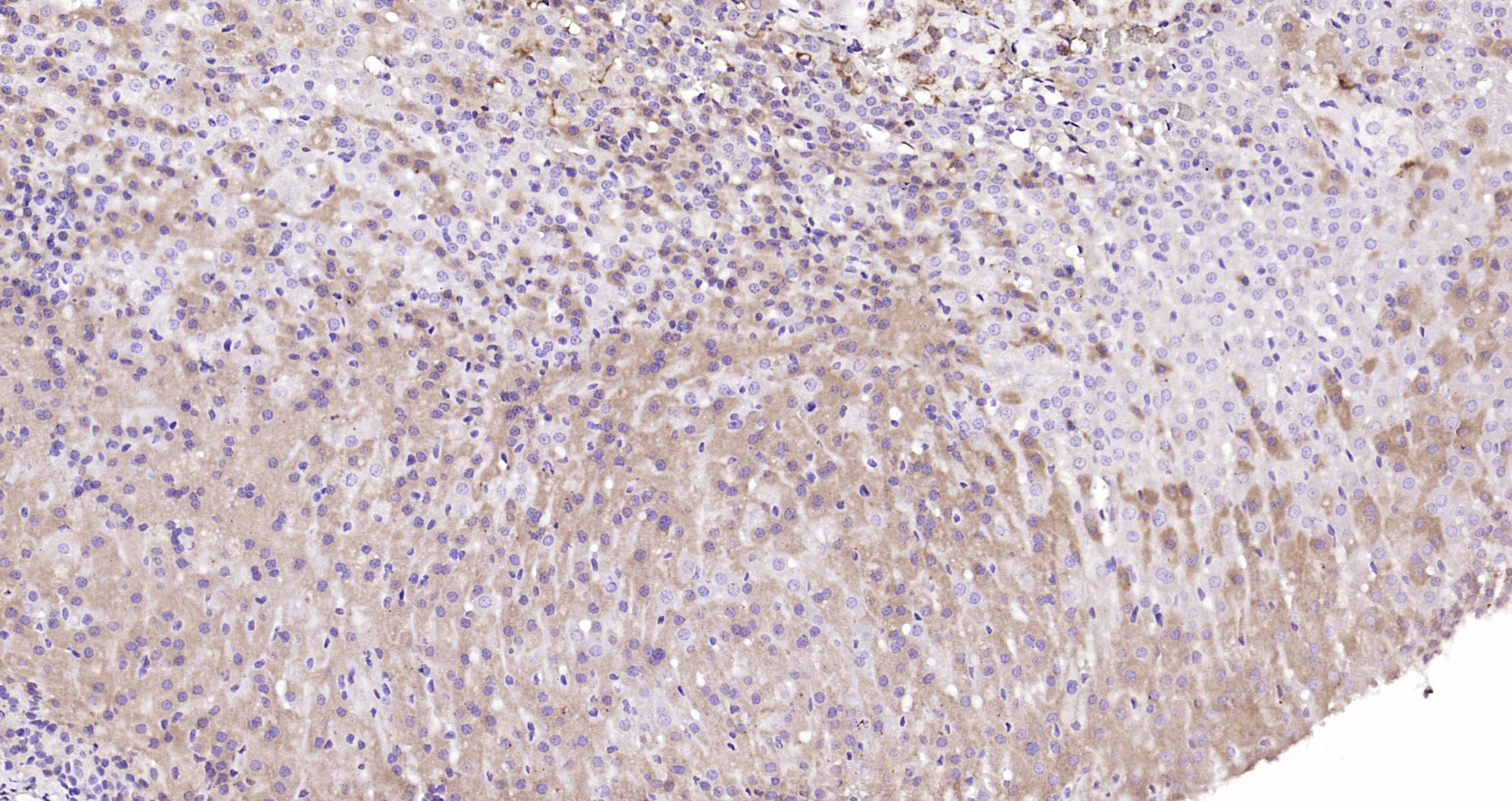 Paraformaldehyde-fixed, paraffin embedded Rat adrenal gland; Antigen retrieval by boiling in sodium citrate buffer (pH6.0) for 15min; Block endogenous peroxidase by 3% hydrogen peroxide for 20 minutes; Blocking buffer (normal goat serum) at 37°C for 30min; Antibody incubation with SEC14L1 Polyclonal Antibody, Unconjugated (bs-4447R) at 1:200 overnight at 4°C, DAB staining.