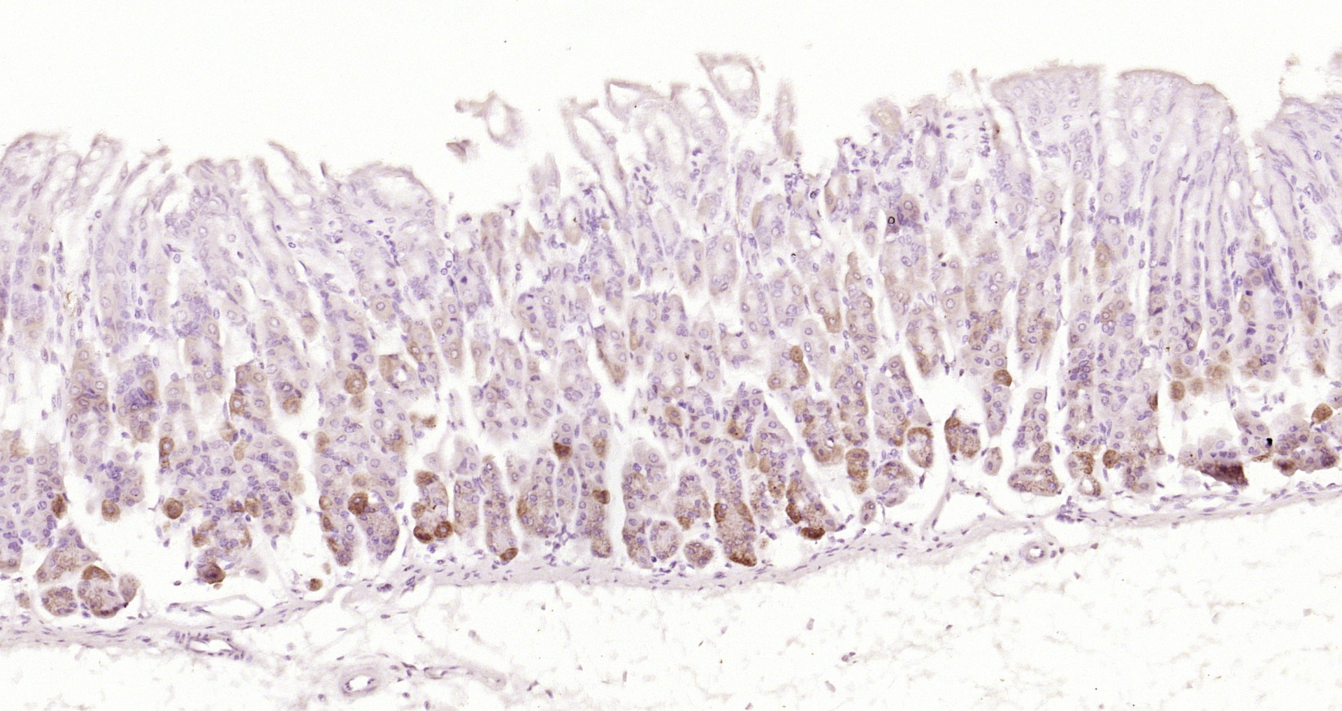Paraformaldehyde-fixed, paraffin embedded Rat stomach; Antigen retrieval by boiling in sodium citrate buffer (pH6.0) for 15min; Block endogenous peroxidase by 3% hydrogen peroxide for 20 minutes; Blocking buffer (normal goat serum) at 37°C for 30min; Antibody incubation with SEC14L1 Polyclonal Antibody, Unconjugated (bs-4447R) at 1:200 overnight at 4°C, DAB staining.