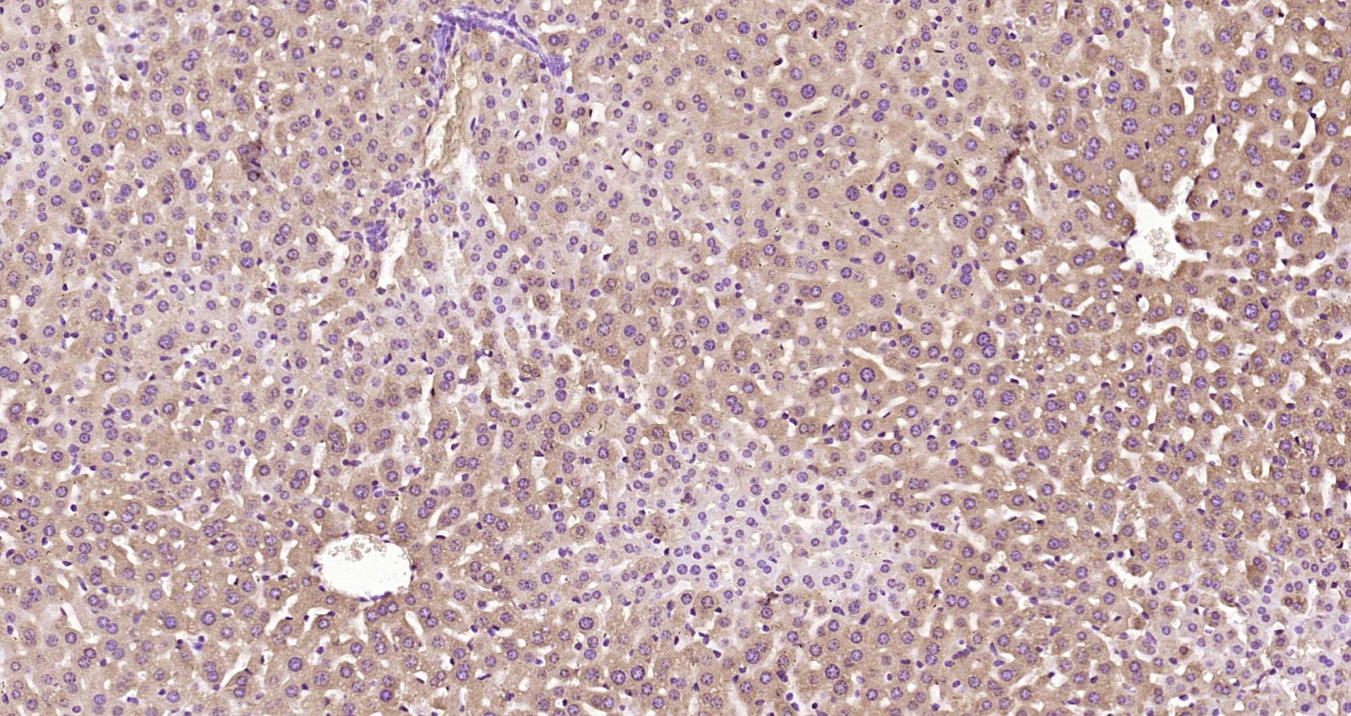 Paraformaldehyde-fixed, paraffin embedded Mouse liver; Antigen retrieval by boiling in sodium citrate buffer (pH6.0) for 15min; Block endogenous peroxidase by 3% hydrogen peroxide for 20 minutes; Blocking buffer (normal goat serum) at 37°C for 30min; Antibody incubation with PEX13 Polyclonal Antibody, Unconjugated (bs-12620R) at 1:200 overnight at 4°C, DAB staining.
