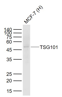 Lane 1: MCF-7 cell lysates probed with Tsg101 Polyclonal Antibody, Unconjugated (bs-1365R) at 1:500 dilution and 4˚C overnight incubation. Followed by conjugated secondary antibody incubation at 1:20000 for 60 min at 37˚C.