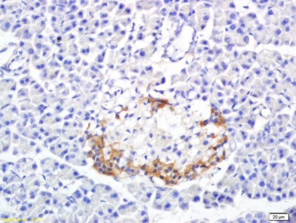 Formalin-fixed and paraffin embedded rat pancreas labeled with Anti-SREBP-1 Polyclonal Antibody, Unconjugated (bs-1402R) followed by conjugation to the secondary antibody and DAB staining