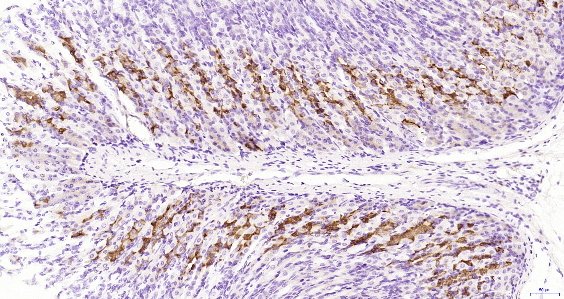 Paraformaldehyde-fixed, paraffin embedded Mouse stomach; Antigen retrieval by boiling in sodium citrate buffer (pH6.0) for 15min; Block endogenous peroxidase by 3% hydrogen peroxide for 20 minutes; Blocking buffer (normal goat serum) at 37°C for 30min; Antibody incubation with CQ028 Polyclonal Antibody, Unconjugated (bs-10951R) at 1:200 overnight at 4°C, DAB staining. Paraformaldehyde-fixed, paraffin embedded Mouse stomach; Antigen retrieval by boiling in sodium citrate buffer (pH6.0) for 15min; Block endogenous peroxidase by 3% hydrogen peroxide for 20 minutes; Blocking buffer (normal goat serum) at 37°C for 30min; Antibody incubation with CQ028 Polyclonal Antibody, Unconjugated (bs-10951R) at 1:200 overnight at 4°C, DAB staining.