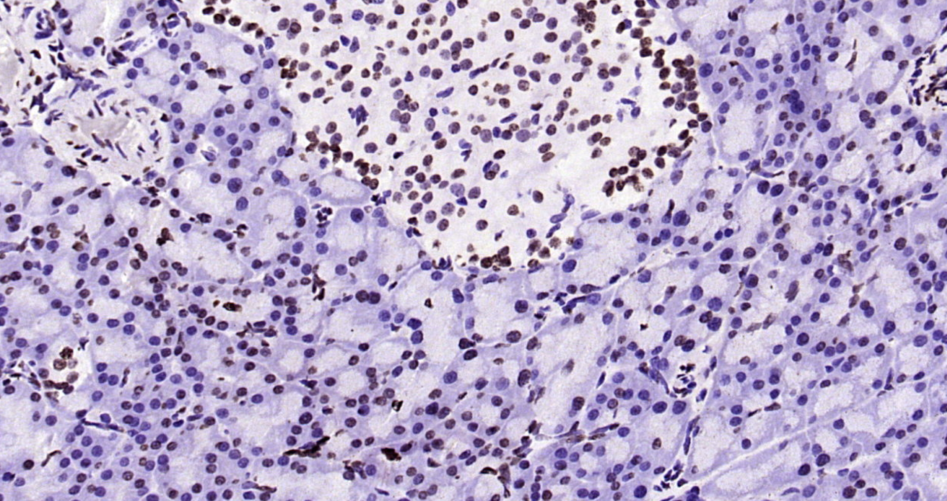 Paraformaldehyde-fixed, paraffin embedded Rat pancreas; Antigen retrieval by boiling in sodium citrate buffer (pH6.0) for 15min; Block endogenous peroxidase by 3% hydrogen peroxide for 20 minutes; Blocking buffer (normal goat serum) at 37°C for 30min; Antibody incubation with Histone H3 (tri methyl K79) Monoclonal Antibody, Unconjugated (bsm-33097M) at 1:200 overnight at 4°C, DAB staining.