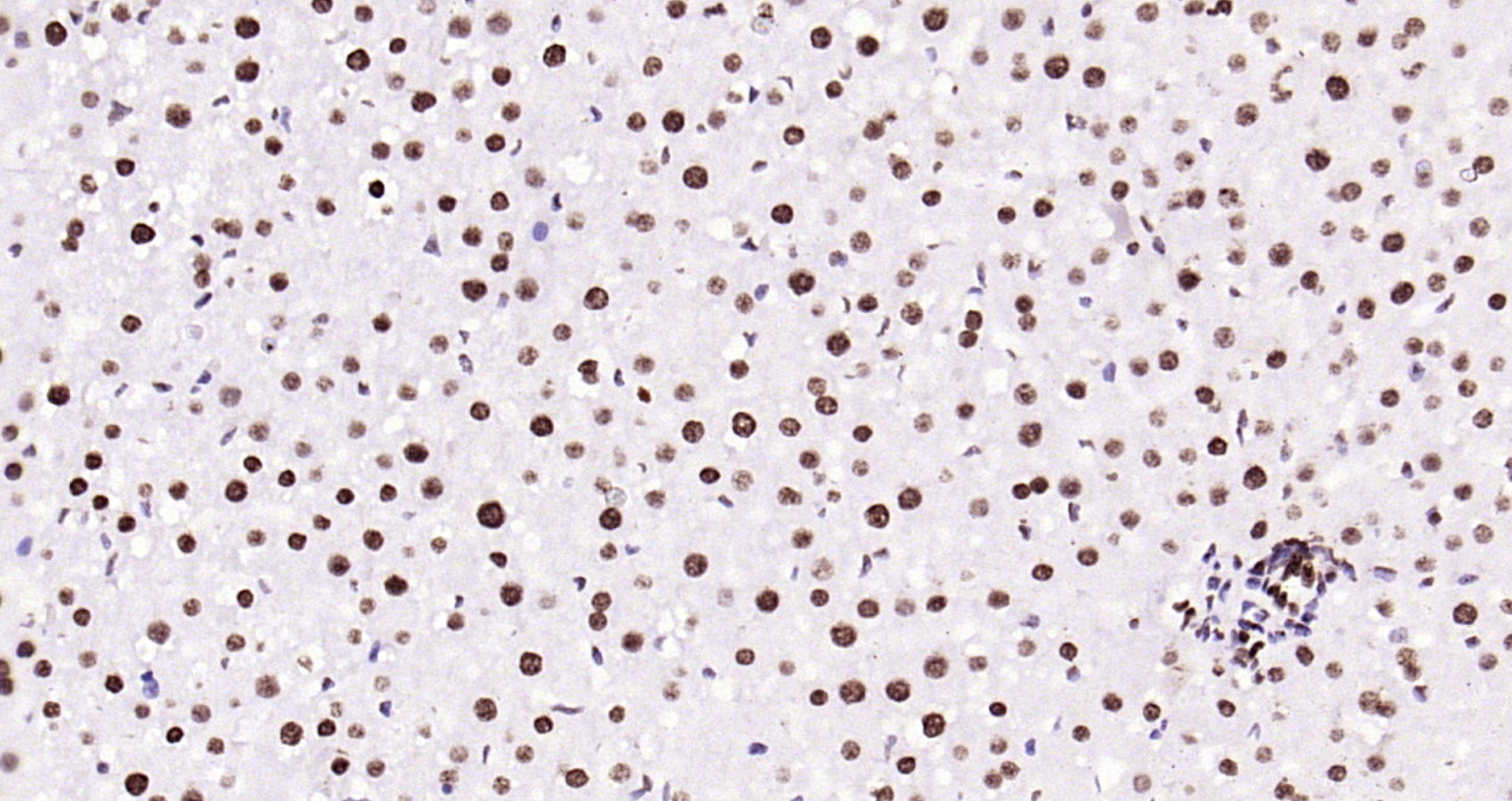 Paraformaldehyde-fixed, paraffin embedded Mouse liver; Antigen retrieval by boiling in sodium citrate buffer (pH6.0) for 15min; Block endogenous peroxidase by 3% hydrogen peroxide for 20 minutes; Blocking buffer (normal goat serum) at 37°C for 30min; Antibody incubation with Histone H3 (tri methyl K79) Monoclonal Antibody, Unconjugated (bsm-33097M) at 1:200 overnight at 4°C, DAB staining.