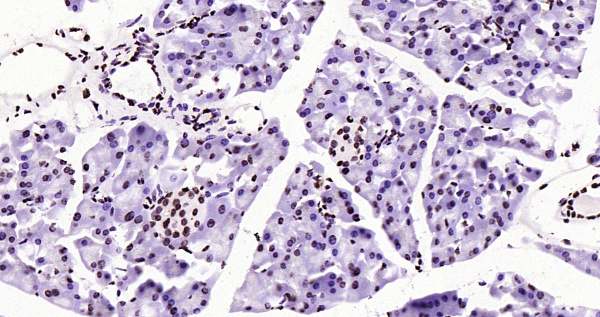 Paraformaldehyde-fixed, paraffin embedded Mouse pancreas; Antigen retrieval by boiling in sodium citrate buffer (pH6.0) for 15min; Block endogenous peroxidase by 3% hydrogen peroxide for 20 minutes; Blocking buffer (normal goat serum) at 37°C for 30min; Antibody incubation with Histone H3 (tri methyl K79) Monoclonal Antibody, Unconjugated (bsm-33097M) at 1:200 overnight at 4°C, DAB staining.