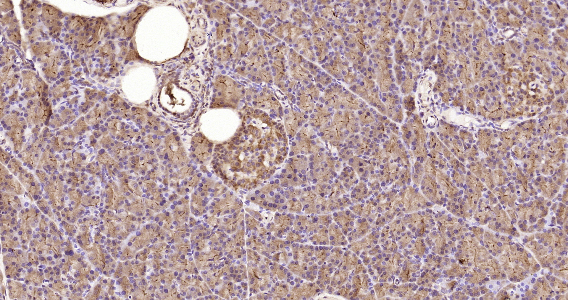 Paraformaldehyde-fixed, paraffin embedded Rat pancreas; Antigen retrieval by boiling in sodium citrate buffer (pH6.0) for 15min; Block endogenous peroxidase by 3% hydrogen peroxide for 20 minutes; Blocking buffer (normal goat serum) at 37°C for 30min; Antibody incubation with RNF109/TRIM56 Polyclonal Antibody, Unconjugated (bs-17116R) at 1:200 overnight at 4°C, DAB staining. Paraformaldehyde-fixed, paraffin embedded Rat pancreas; Antigen retrieval by boiling in sodium citrate buffer (pH6.0) for 15min; Block endogenous peroxidase by 3% hydrogen peroxide for 20 minutes; Blocking buffer (normal goat serum) at 37°C for 30min; Antibody incubation with RNF109/TRIM56 Polyclonal Antibody, Unconjugated (bs-17116R) at 1:200 overnight at 4°C, DAB staining.