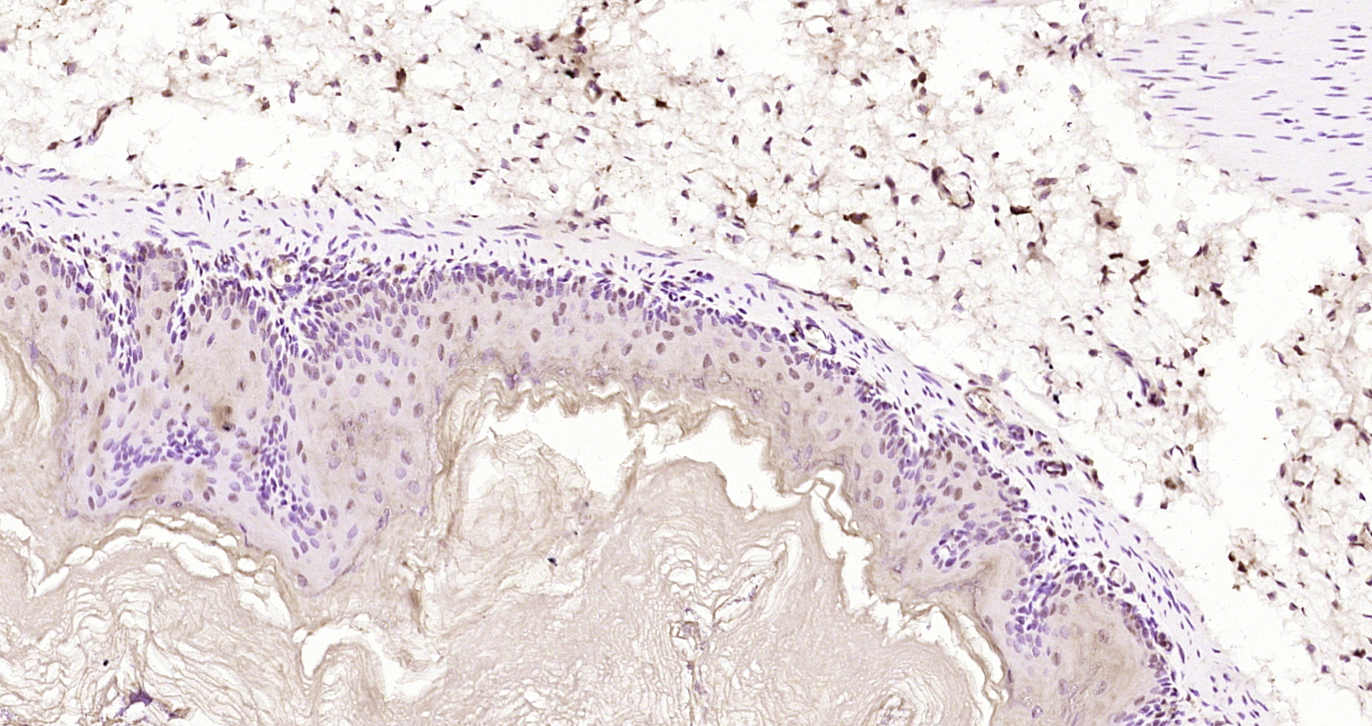 Paraformaldehyde-fixed, paraffin embedded Mouse stomach; Antigen retrieval by boiling in sodium citrate buffer (pH6.0) for 15min; Block endogenous peroxidase by 3% hydrogen peroxide for 20 minutes; Blocking buffer (normal goat serum) at 37°C for 30min; Antibody incubation with Ataxin 3 Polyclonal Antibody, Unconjugated (bs-17208R) at 1:200 overnight at 4°C, DAB staining.
