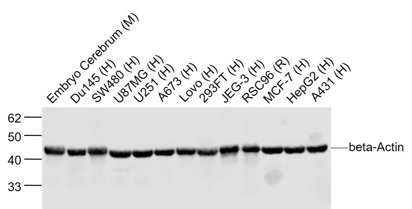 Lane 1: Mouse Embryo Cerebrum lysates; Lane 2: Human Du145 cell lysates; Lane 3: Human SW480 cell lysates; Lane 4: Human U87MG cell lysates ; Lane 5: Human U251 cell lysates; Lane 6: Human A673 cell lysates; Lane 7: Human Lovo cell lysates; Lane 8: Human 293FT cell lysates; Lane 9: Human JEG-3 cell lysates; Lane 10: Rat RSC96 cell lysates; Lane 11: Human MCF-7 cell lysates ; Lane 12: Human HepG2 cell lysates; Lane 13: Human A431 cell lysates probed with beta Actin Polyclonal Antibody, Unconjugated (bs-0061R) at 1:2000 dilution and 4˚C overnight incubation. Followed by conjugated secondary antibody incubation at 1:20000 for 60 min at 37˚C.