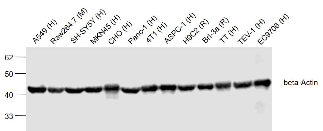 Lane 1: A549 cell lysates; Lane 2: Raw264.7 cell lysates; Lane 3: SH-SY5Y cell lysates; Lane 4: MKN45 cell lysates ; Lane 5: CHO cell lysates; Lane 6: Panc-1 cell lysates; Lane 7: 4T1 cell lysates; Lane 8: ASPC-1 cell lysates; Lane 9: H9C2 cell lysates; Lane 10: Brl-3a cell lysates; Lane 11: TT cell lysates ; Lane 12: TEV-1 cell lysates; Lane 13: EC9706 cell lysates probed with beta Actin Polyclonal Antibody, Unconjugated (bs-0061R) at 1:2000 dilution and 4˚C overnight incubation. Followed by conjugated secondary antibody incubation at 1:20000 for 60 min at 37˚C.